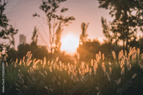 Fototapeta sunset reeds