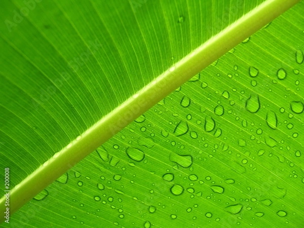 Obraz przezroczyste kropelki