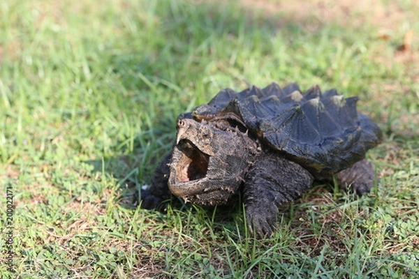 Obraz Alligator snapping turtle on the grasses