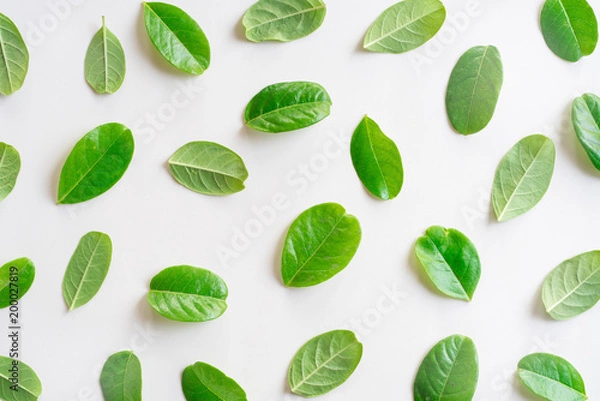 Obraz Creative layout made of green leaves, Nature concept, Creative flatlay