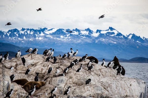 Obraz Cormorant colony on an island at Ushuaia in the Beagle Channel Beagle Strait, Tierra Del Fuego, Argentina