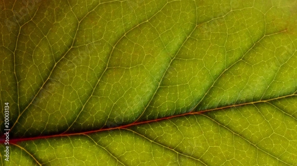Fototapeta green leaf texture as background