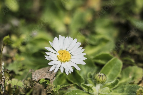 Obraz White daisy flower in bloom on a green garden