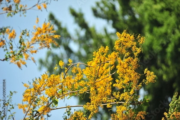 Obraz Burma Padauk in selective focus point