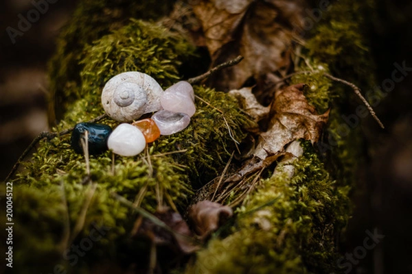 Fototapeta snail shell and gemsons in the forest