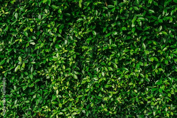 Fototapeta Green leaf texture background