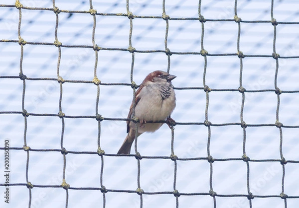 Fototapeta Sparrow trapped
