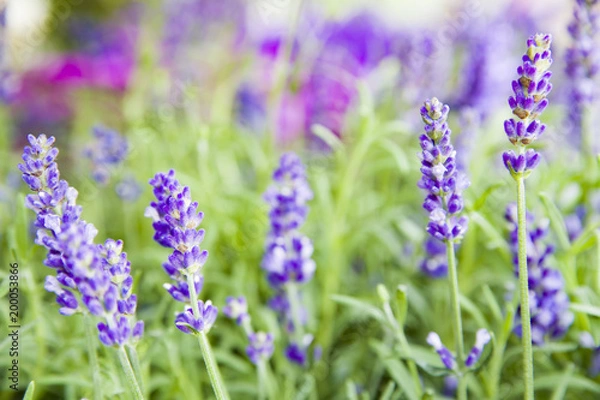 Fototapeta Beautiful image of lavender field over summer sunset landscape.