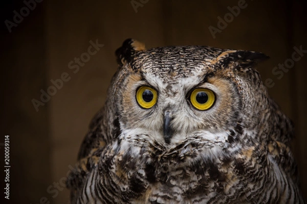 Obraz Eagle Owl is sitting on the tree stump.