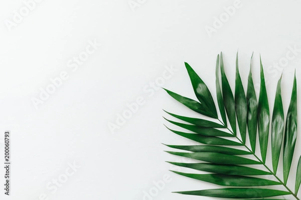 Obraz Green palm leave on white background