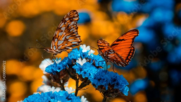 Fototapeta Butterflys spring