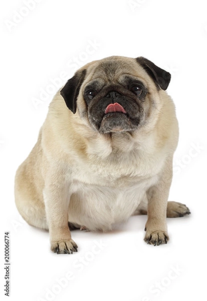 Fototapeta Purebred pug dog in a studio