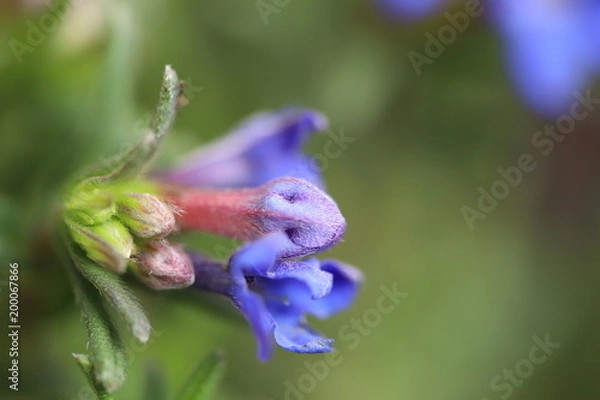 Fototapeta Lithodora diffusa 'Heavenly Blue'

 