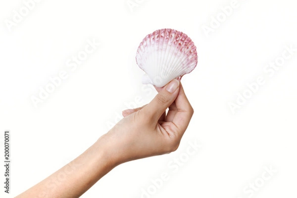 Obraz hand symbol, grab scallop isolated white background
