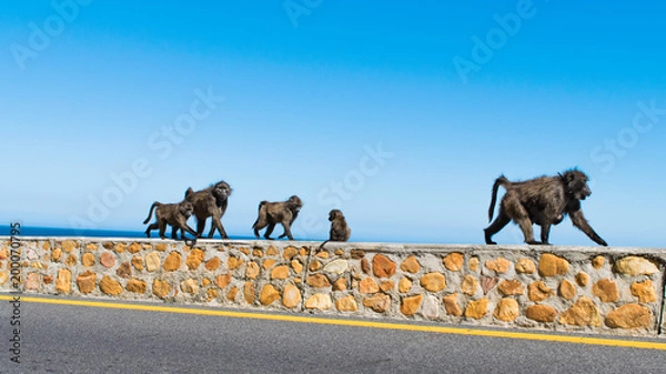 Obraz Baboon Family, False Bay, South Africa