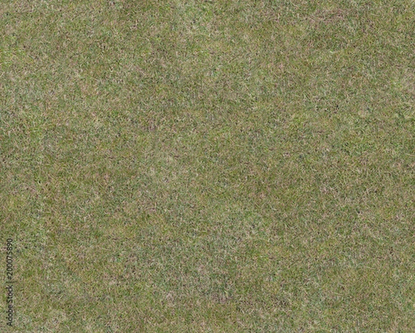 Obraz Shallow grass of medium density. Gray-green shade. View from above. Seamless texture