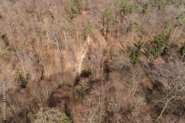Fototapeta Blick aus der Vogelperspektive in den Mischwald im Frühling