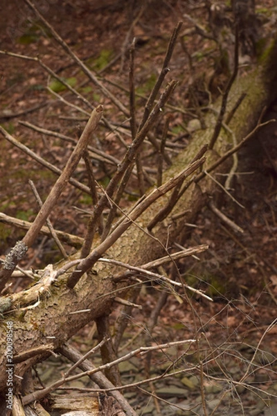 Obraz Fallen tree with tangled branches. 