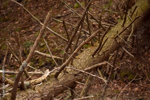 Fototapeta Fallen tree with tangled branches. 