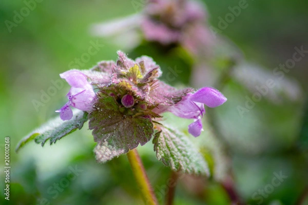 Obraz Lamium purpureum