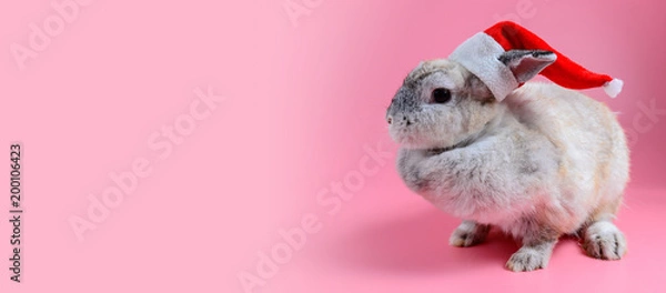 Fototapeta fluffy brown bunny wear santa claus hat sit on clean pink background, little rabbit and copy space for text