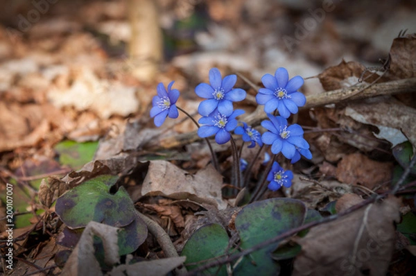 Obraz Early spring beautiful flowers - Hepatica nobilis