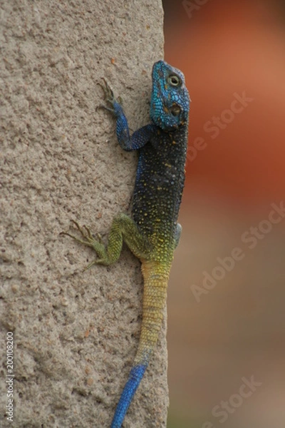 Obraz Blue-headed Tree Agama