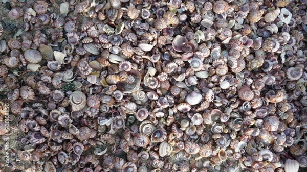 Obraz Seashells