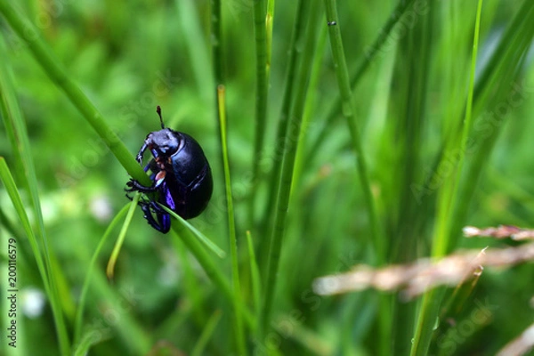 Obraz Dor Beetle climbing up a blade of grass