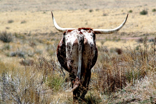 Fototapeta from behind