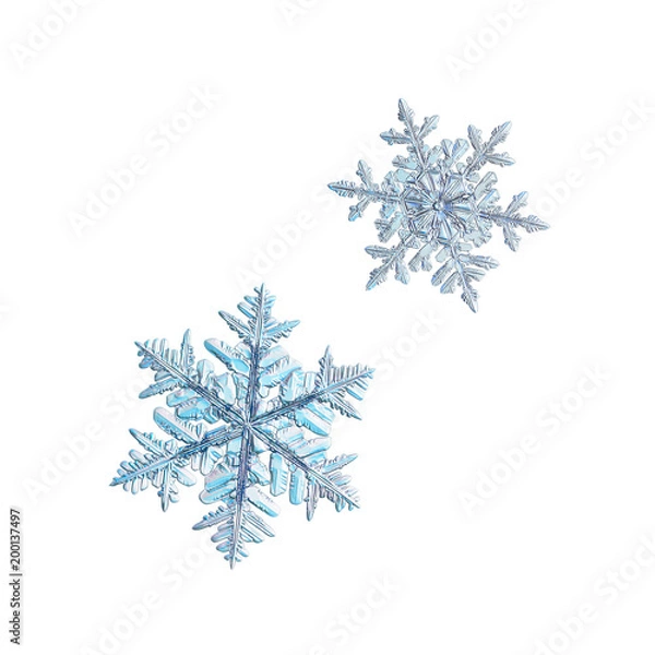 Fototapeta Two snowflakes isolated on white background. Macro photo of real snow crystals: large stellar dendrites with complex, ornate shapes, fine hexagonal symmetry, long, elegant arms with side branches.