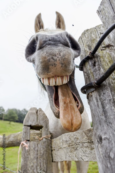 Obraz whinnying horse