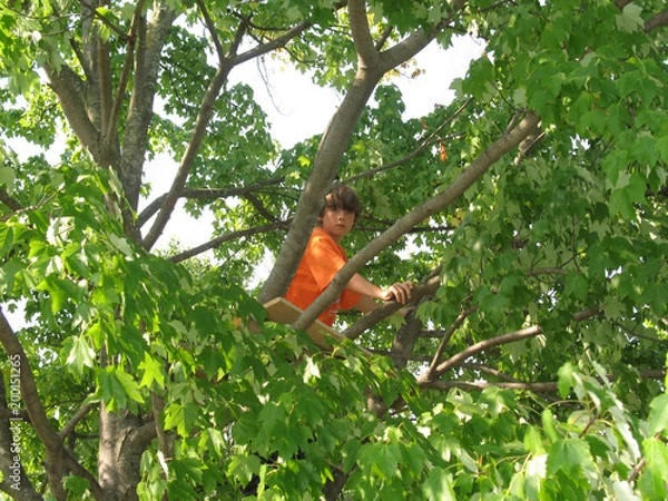 Obraz Climb a tree