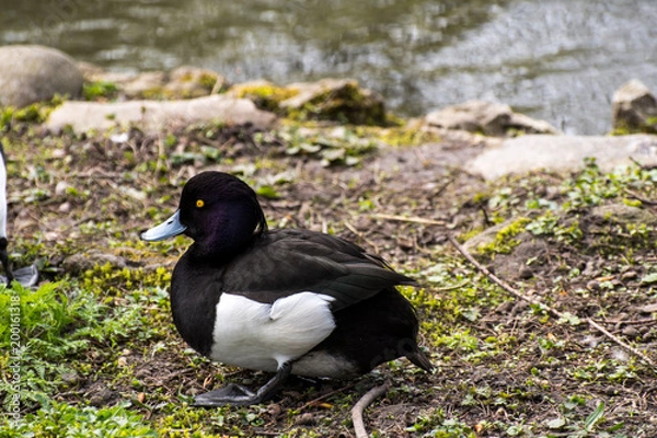 Fototapeta tufted duck siting in the green close to a pond