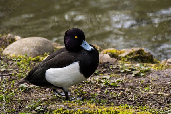 Fototapeta tufted duck siting in the green close to a pond