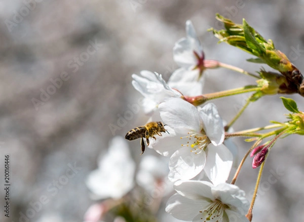 Fototapeta Cherry blossom, Cherry tree in full bloom with a flying bee