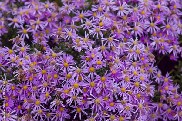 Fototapeta Violet Flowers Background