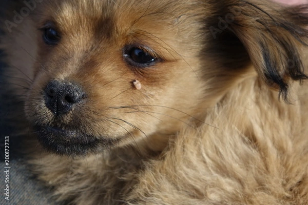 Obraz Help clean ticks from dogs.