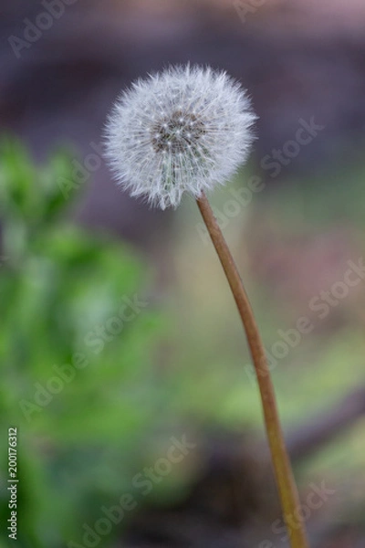 Obraz Dandelion