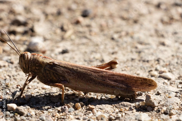 Fototapeta Grasshopper