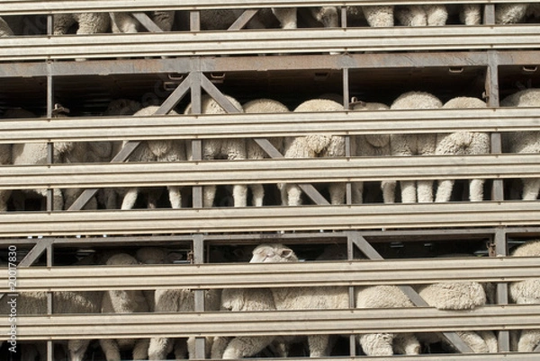 Obraz Sheep on multi-level transport vehicle