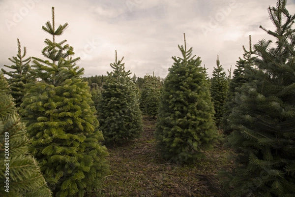 Fototapeta Close and Distant View of Staggered Douglas Fir Christmas Trees, Spring, Rich Soil, Clouded Pale Blue Sky, Daytime - Willamette Valley, Oregon
