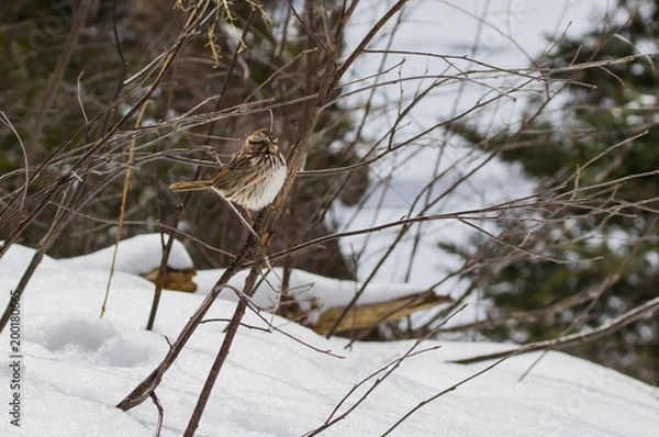 Obraz Song Sparrow in Winter