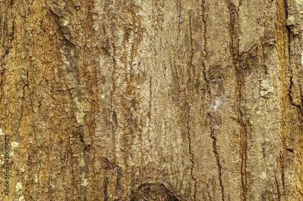 Obraz Tree Bark Texture
