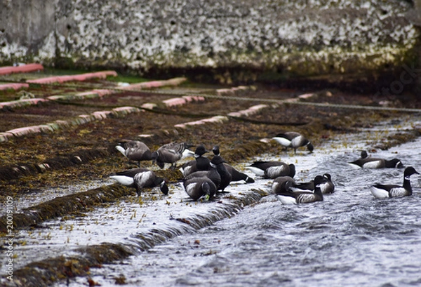 Obraz 漁港の片隅で海藻を食べるコクガン