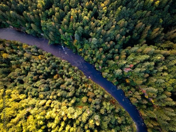 Obraz River cutting through forest