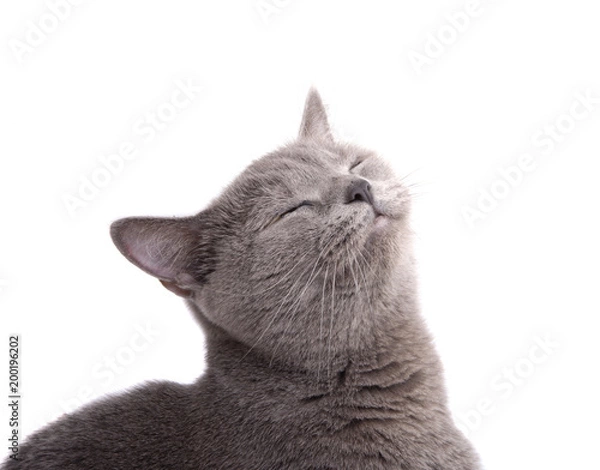 Obraz Szary kot brytyjski na białym na białym tle