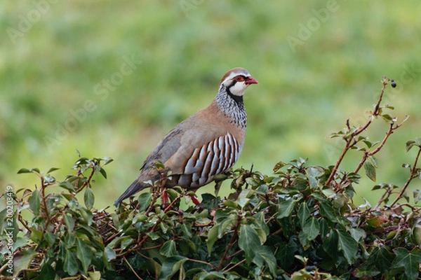 Fototapeta Perdrix Rouge / Chukkar Partridge