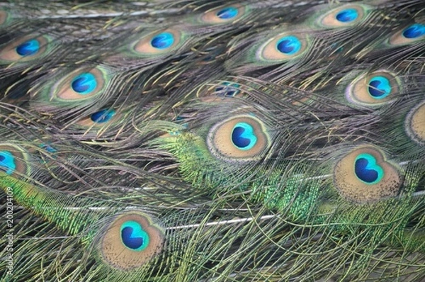 Fototapeta Peacock Feathers