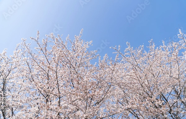 Fototapeta 満開の桜と青空　背景用